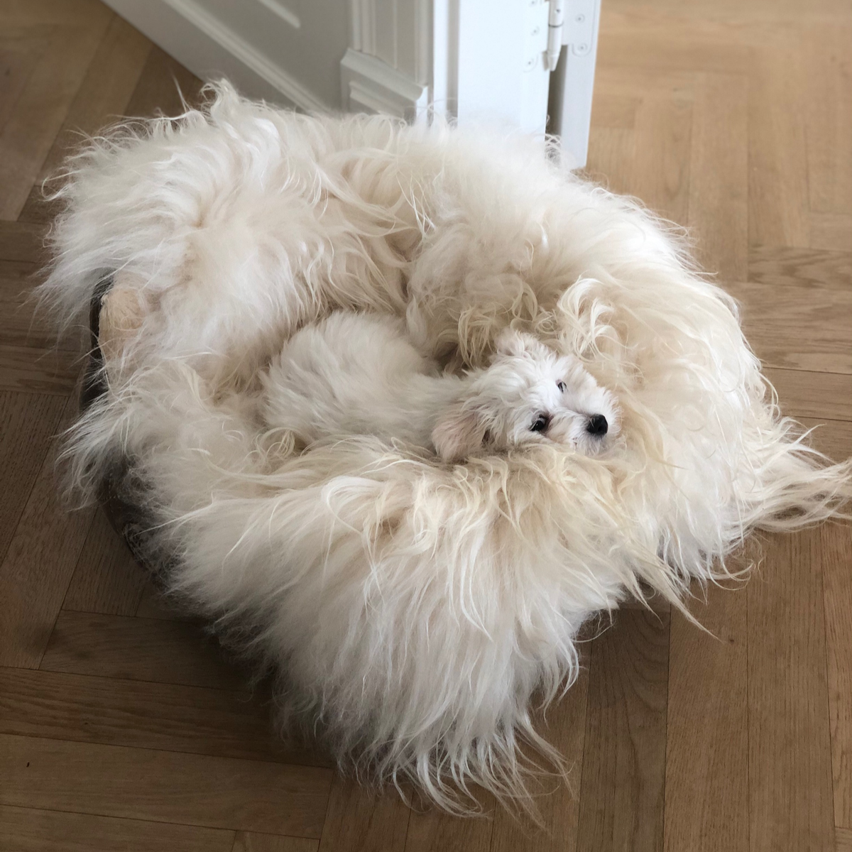Peauxdemouton.fr