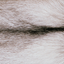 Color - Platinum Fox