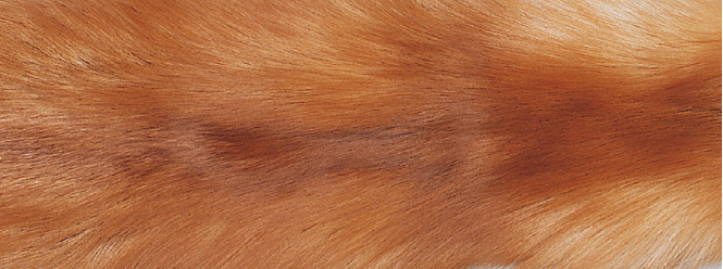 Throw of Fox