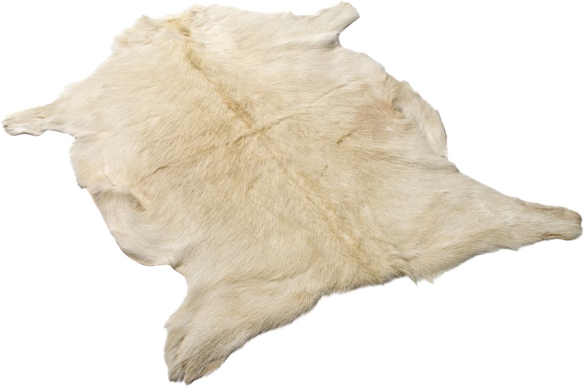 Premium Goat Skin | Short Wool