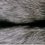 Color - Silver Fox