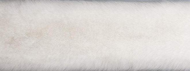 Throw of Fox