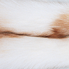 Couleur - Rayon de soleil Renard/Beige