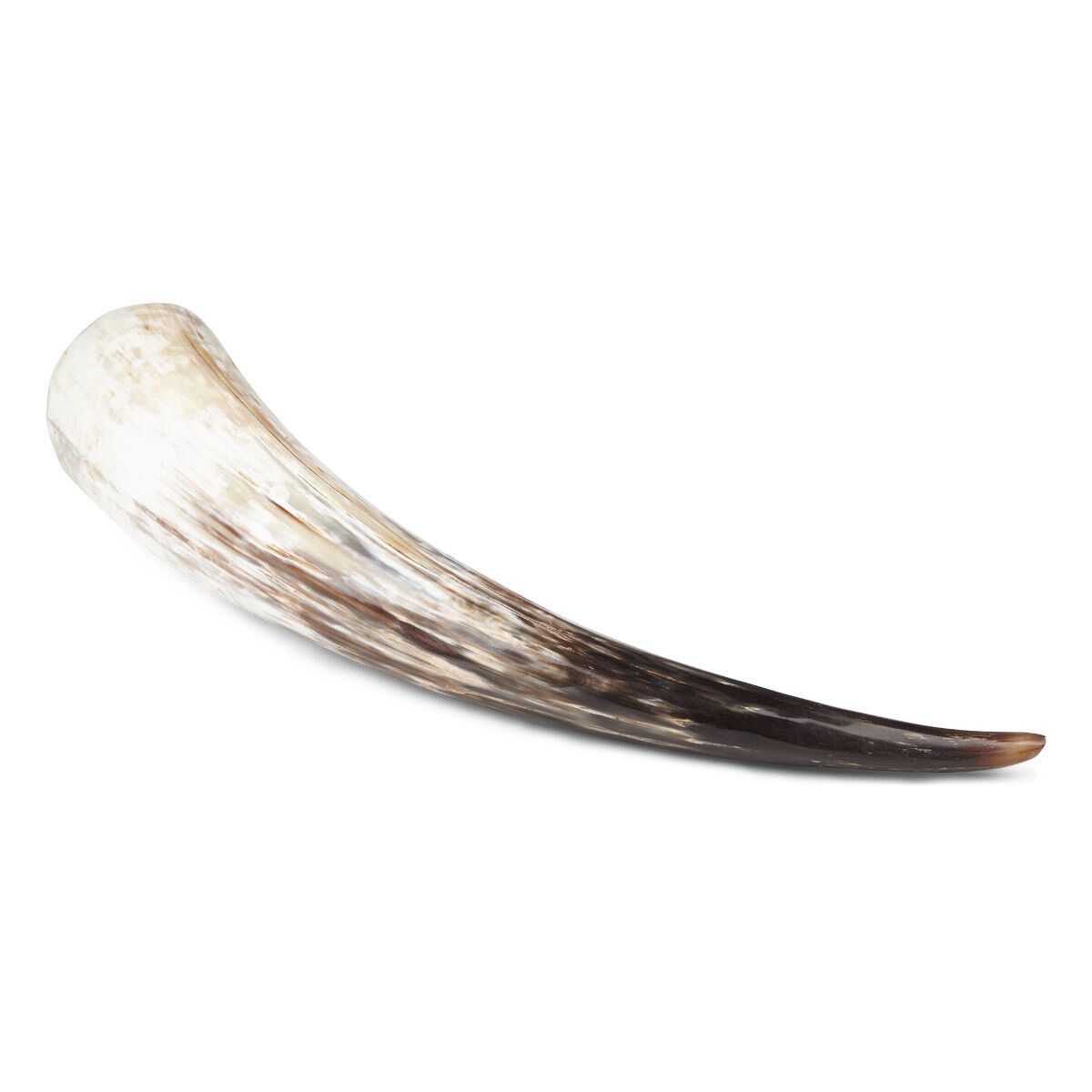 Corne de vache polie