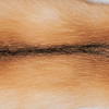 Couleur - Renard doré/Beige