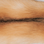 Color - Gold Fox/Beige