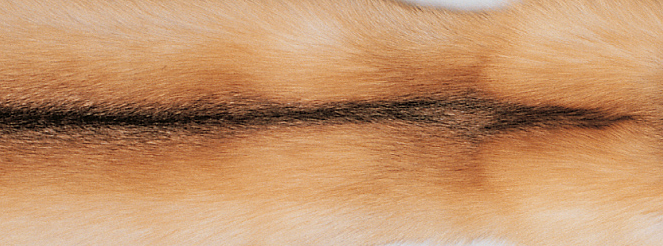 Throw of Fox